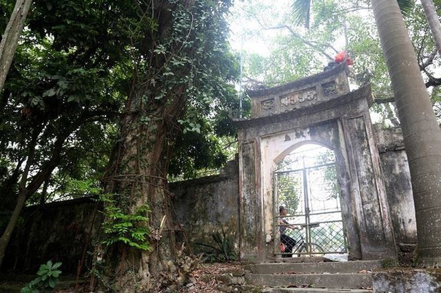 Cây sưa đỏ cổ thụ nằm trong khuôn viên chùa ở thôn Phụ Chính.