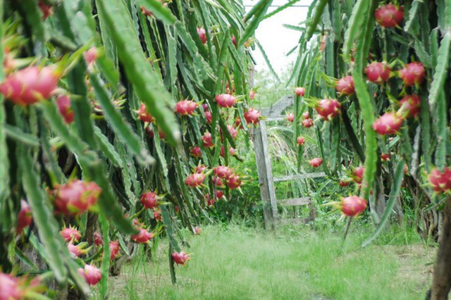 
 Nông dân Bình Thuận đang khóc ròng vì thanh long rớt giá còn 1.000-2.000 đồng/kg nhưng không có đầu ra.
