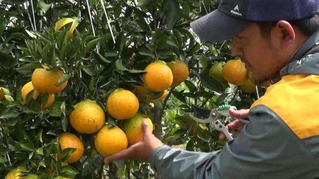 Bên trong nhà kính có hệ thống tưới nước và tạo ẩm tự động. Tất cả đều được kiểm soát chặt chẽ để đảm bảo đúng yêu cầu kỹ thuật.