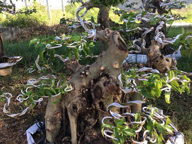 
Cách làm cây sanh bonsai có uốn dây nhôm đang giúp cho anh Trần Văn Bình lãi trên 1 tỷ đồng/năm
