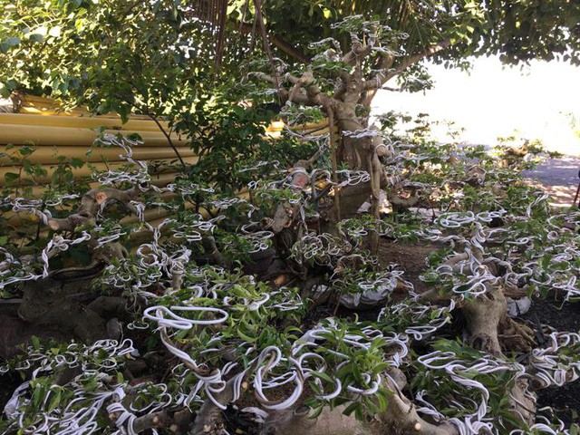 
Những cây sanh bonsai được anh Bình đưa dây lên, tạo nên dáng thêm phần hấp dẫn
