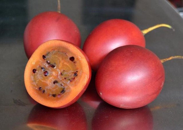 
Cà chua thân gỗ từng gây sốt với giá 1 triệu đồng/kg, hàng xách tay từ Nam Mỹ.
