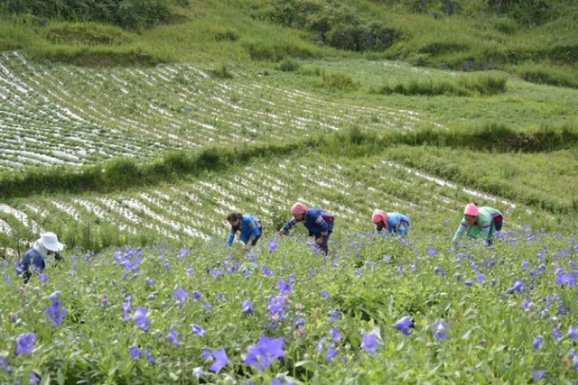 Xây dựng vùng trồng dược liệu sạch mở ra cơ hội phát triển cho người dân tại các khu vực nông thôn và miền núi. (Ảnh chụp tại vùng trồng cát cánh theo tiêu chuẩn GACP-WHO của Nam Dược tại Bắc Hà)