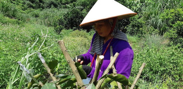 Chỉ trong vòng chưa đầy 1 tuần, bệnh viện đa khoa tỉnh Hòa Bình đã tiếp nhận 4 bệnh nhân bị ong đốt. 