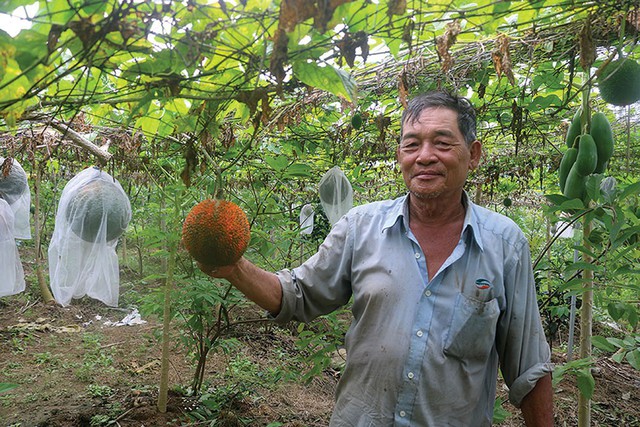 Ông Nhiều đi tiên phong trong việc trồng gấc ở Tà Lọt