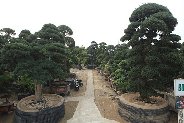 
Vườn tùng la hán nằm dưới chân cầu Nhật Tân (đường Võ Chí Công, Tây Hồ, Hà Nội) có giá trị hàng trăm tỷ đồng gây chú ý với bất kỳ ai đi qua đây.
