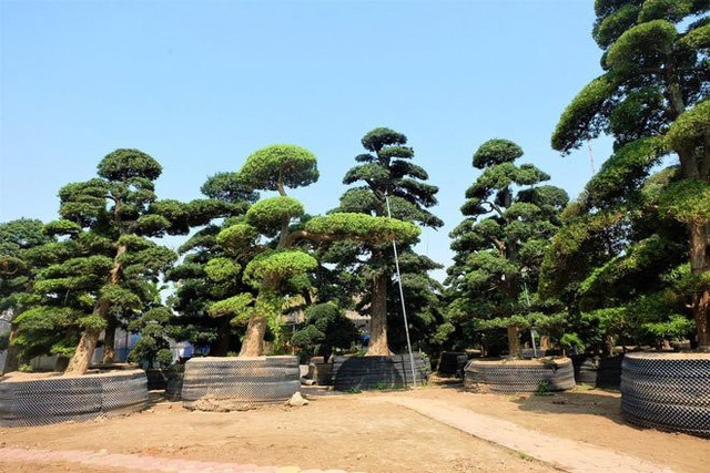 
Khu vườn rộng khoảng 7.000 - 10.000m2 thuộc phường Xuân La (Hà Nội) với trên 500 cây tùng la hánnhanh chóng thu hút sự chú ý của những người mê cây cảnh. Đây là vườn tùng la hán của anh Vũ Xuân Lành, người đã có gần 30 năm đến với nghề sinh vật cảnh.
