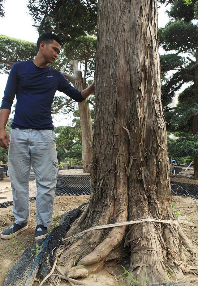 
Tùng la hán Nhật Bản có thân to lớn hơn tùng ta (tùng Việt Nam), có cây đường kính gần 1m, tuổi đời lên đến gần 800 năm.
