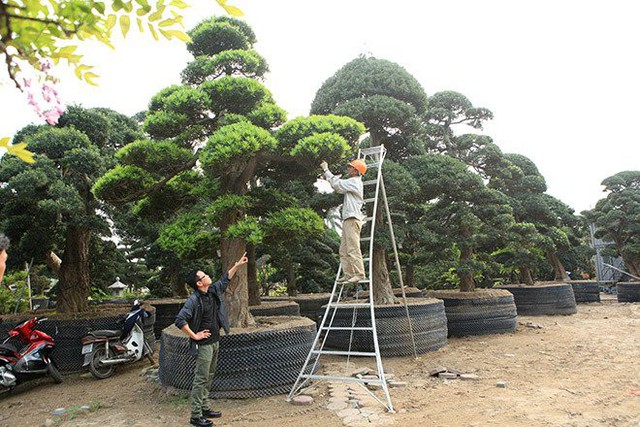 
Cây quá cao lớn nên những nghệ nhân chăm sóc phải dùng thang để cắt tỉa lá cây
