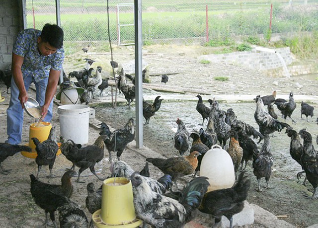 
Mỗi ngày anh Linh cho đàn gà đen ăn 3 bữa, để đảm bảo đầy đủ chất dinh dưỡng cho đàn gà phát triển.

