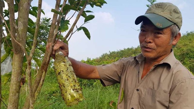 
Ngoài sử dụng các biện pháp sinh học, mắc màn cho cam, ông Oánh còn dùng ống dẫn dụ côn trùng bằng keo dính.
