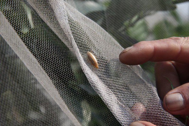 
Vườn cam này mắc màn từ rằm tháng 7. Mục đích của việc mắc màn cho cây, theo ông Oánh, là để tránh bướm đêm chích làm thối quả. Ngoài ra, để tránh ruồi vàng, bọ xít, sâu đục quả
