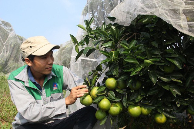 
Ông Oánh cũng không chú trọng vào năng suất mà tập trung vào chất lượng. Vườn cam gia đình ông không phun thuốc hóa học. Ông luôn có sẵn máy test cá nhân để test độ sạch, máy kiểm tra độ đường, kiểm tra phân bón và thuốc hóa học. Khi hàm lượng hóa chất vượt ngưỡng thì máy sẽ báo.
