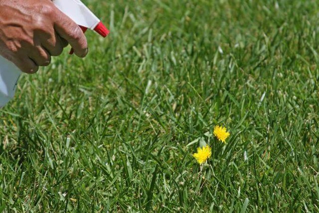 
Bạn cần chú ý xịt không chừa chỗ cỏ nào dù nhỏ nhất để làm sạch hoàn toàn lớp cỏ dại.
