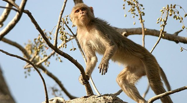 Những con khỉ ném đá từ trên cây khiến ông Singh bị thương nặng và tử vong. Ảnh: AAP.