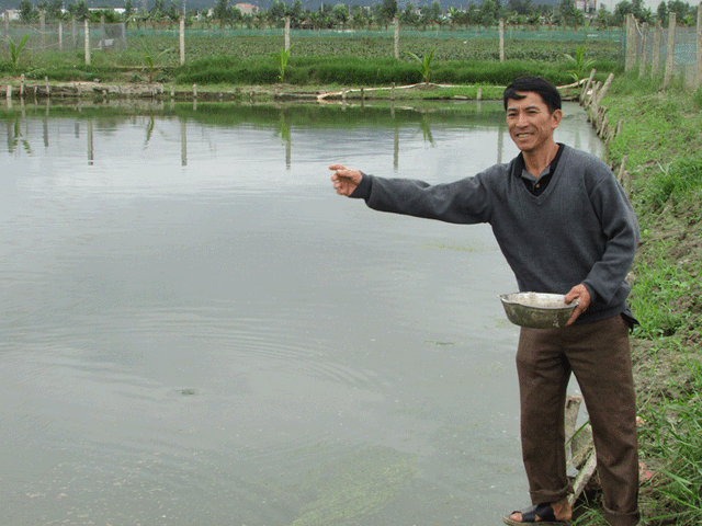 
Mỗi năm anh Khoa bỏ nuôi gối đầu nhiều đợt, cho thu nhập quanh năm. Mỗi tháng doanh thu từ bán cá của gia đình anh gần 40 triệu đồng.
