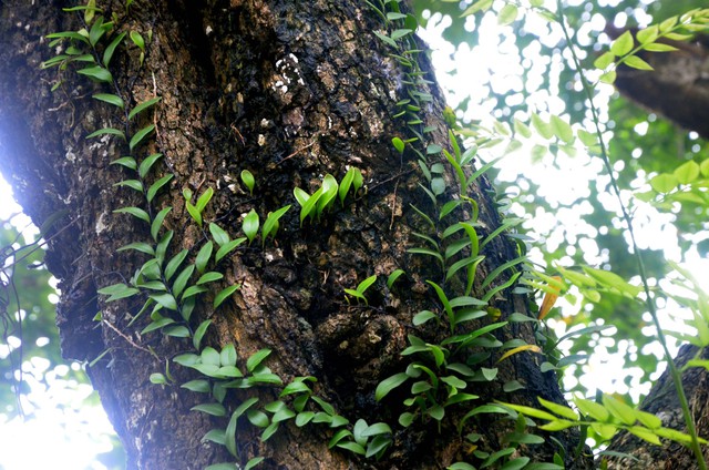 
Cây dây leo mọc quấn quanh thân cây gỗ sưa. Hiện đình Quán Giá có gần 10 cây gỗ sưa, nổi bật nhất là hai cây có tuổi đời hơn 100 năm. Ảnh: NL

