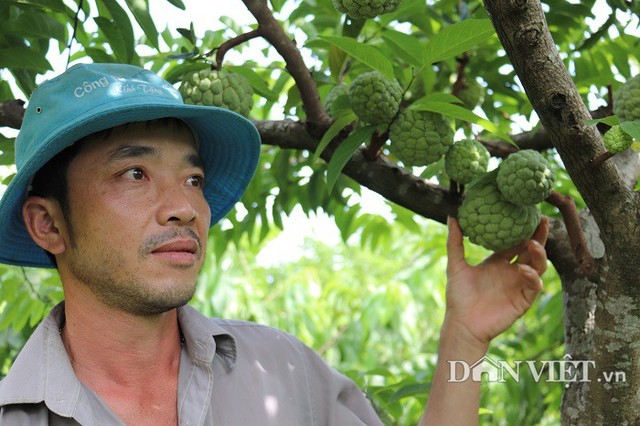 
Trồng loài quả trăm mắt này, vừa nhàn lại cho thu nhập cao cho anh Đức thổ lộ
