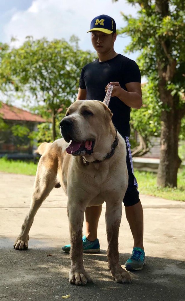 
Ch&uacute; ch&oacute; Alabai của anh Nguyễn Hải Anh c&oacute; trọng lượng hơn 100kg.
