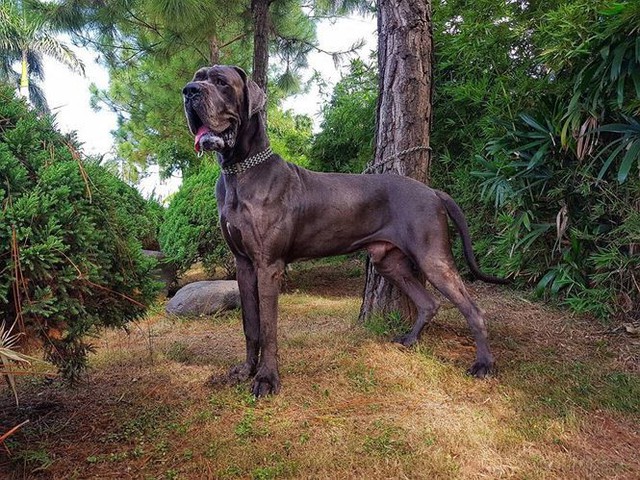 
Great Dane cũng l&agrave; một trong những giống ch&oacute; khổng lồ đang được giới chơi ch&oacute; y&ecirc;u th&iacute;ch.
