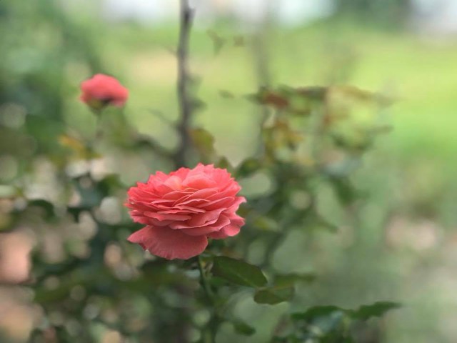  Ai có dịp ngắm nhìn vườn hồng của Mỹ Lệ, chắc chắn sẽ không thể không yêu. 