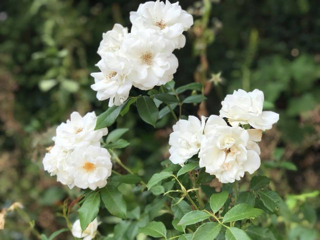  Vốn yêu thích hoa hồng, nữ ca sĩ tự tay chăm bón rất nhiều gốc hồng trong khu vườn của căn nhà tại TP.HCM. 