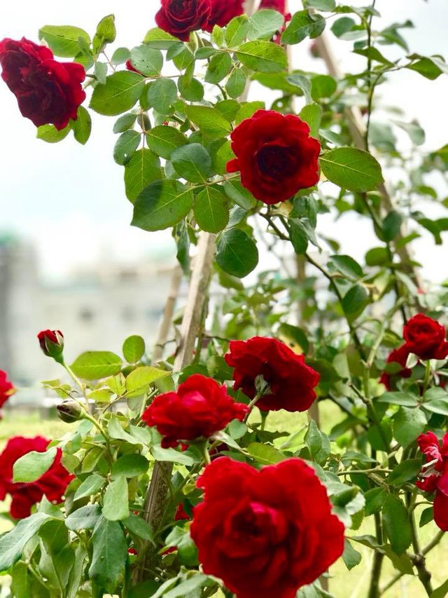 
Hoa hồng nhung nở rực đỏ một góc vườn
