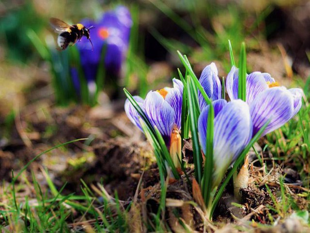  Hoa nghệ tây nở sau mùa lạnh, từ mặt đất nhô lên khi trời bắt đầu ấm, đội cả tuyết vừa mới bắt đầu tan. Một số nhà nghiên cứu cho rằng loài hoa bé nhỏ duyên dáng này báo hiệu xuân về. 