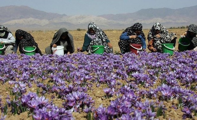 
Hiện tại, Iran được coi là thủ phủ của nghệ tây khi chiếm tới 90% sản lượng saffron trên toàn thế giới. Quốc gia này trồng nghệ tây từ 3.000 năm trước.
