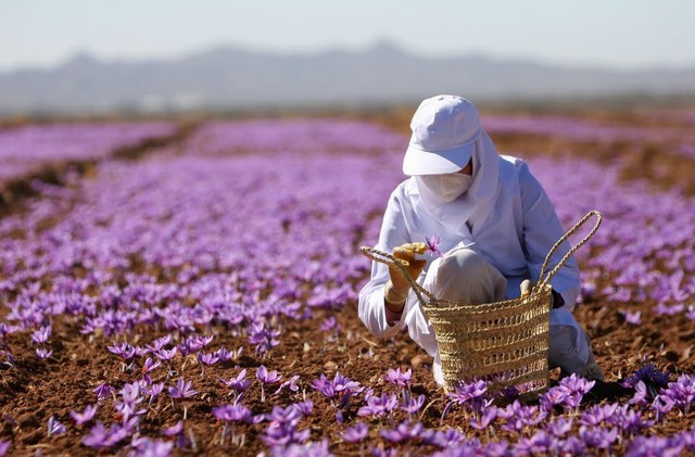 
Một phần nguyên nhân nữa khiến giá thành của saffron đắt đỏ là do mọi quy trình thu hoạch đều phải làm bằng tay.
