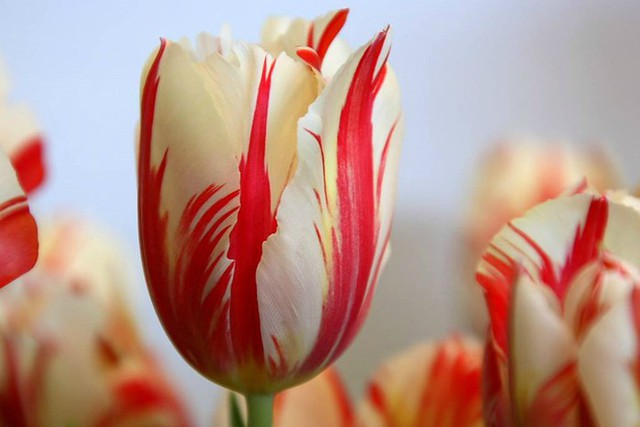 Đây là loài hoa được xem như biểu tượng của người Hà Lan, vốn luôn tự hào là “xứ sở hoa tulip”.