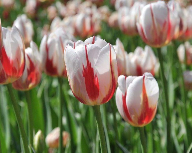 Ở thời kỳ vàng son của hoa Tulip tại Hà Lan, loài hoa này quý hơn cả vàng, với giá bán 5.700 USD/bó, tương đương gần 130 triệu đồng.