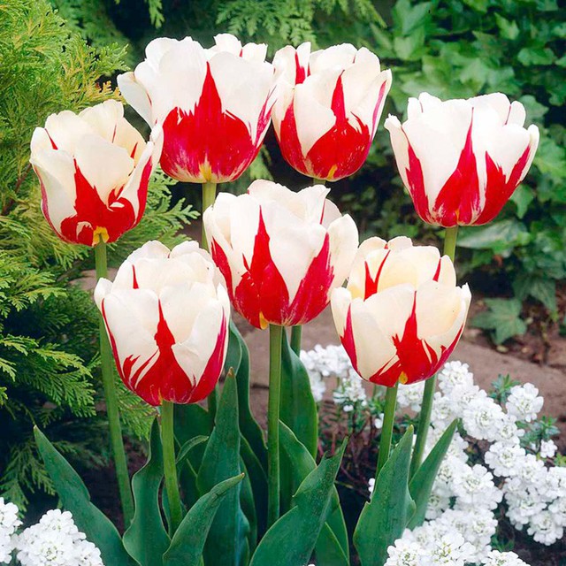 Sở dĩ nó có giá như vậy là do màu sắc cực kì quyến rũ của nó. 17th century Tulip Bulb có sắc màu rực rỡ và đậm hơn bất cứ loài tulip nào khác.