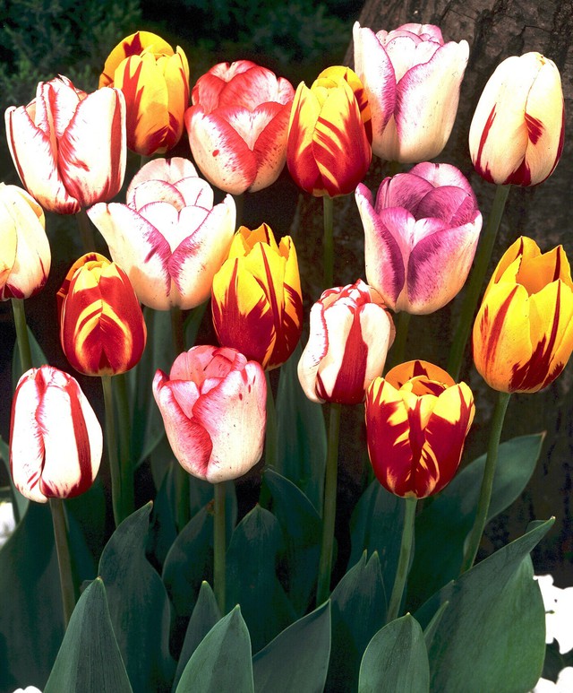 Trong những thập kỷ tiếp đó, hoa tulip ngày càng phát triển và trở thành mốt của những người giàu có. Giá trị của nó lúc đỉnh điểm bằng chi phí của một ngôi nhà.