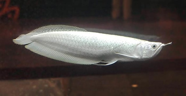 
Cá rồng bạch kim là loài cá đắt nhất thế giới.
