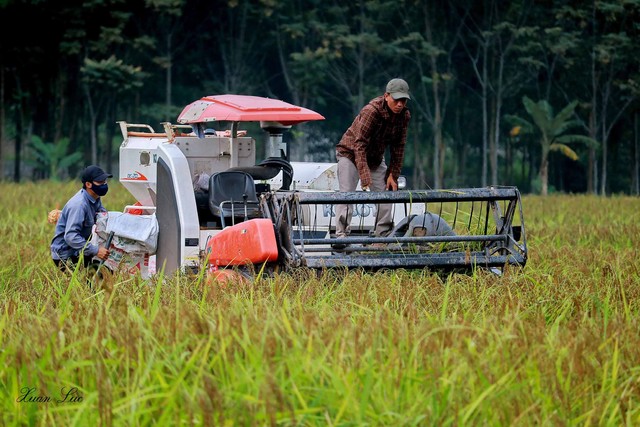 
Các HTX nông nghiệp phải huy động máy gặt đập để gặt lúa nếp hạt cau trong vòng 5 ngày. Ảnh: Trịnh Xuân Lục
