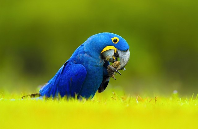 
Có giá khoảng 14.000 USD, loài vẹt đuôi dài Hyacinth Macaw được xem là loài vẹt lớn nhất thế giới - dài 95cm, nặng khoảng 1,7kg. Vẹt đuôi dài khá thuần, trầm tính và là vật nuôi tuyệt vời.
