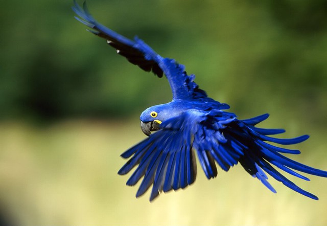 Vì màu sắc tuyệt đẹp này, Hyacinth Macaw còn được gọi là “vẹt xanh”.