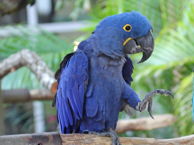 
Chúng có nguồn gốc từ Đông và vùng trung tâm của Nam Mỹ. Tuy nhiên, số lượng trong tự nhiên của loài vẹt này đã giảm mạnh do sở thích nuôi chim cảnh của con người.
