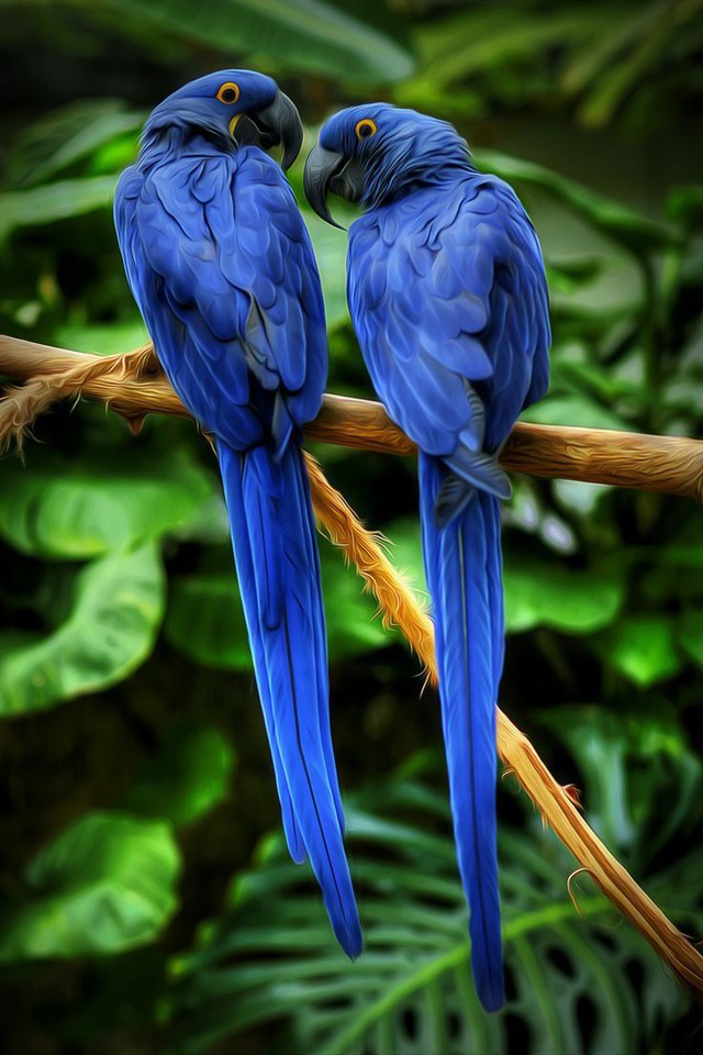 Loài chim này nổi tiếng với bộ lông màu xanh cobalt nổi bật, vòng lông vàng sáng quanh mắt và một cái đuôi dài cong màu đen.