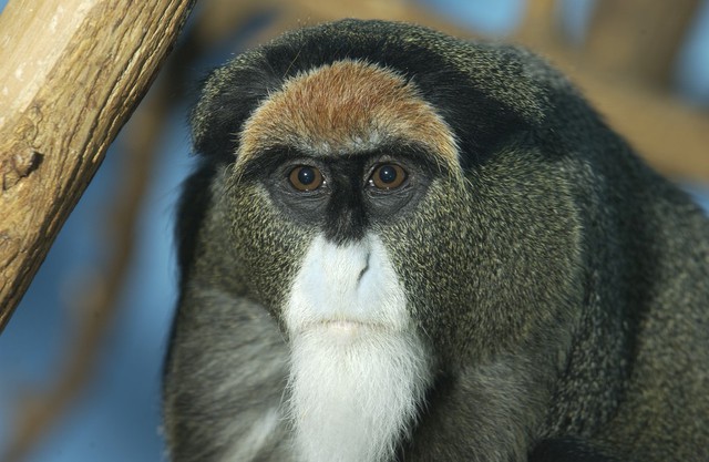 
De Brazza’s là một trong những giống khỉ hiếm nhất trên thế giới có thể nuôi để làm thú cưng (tuy nhiên sở hữu riêng một chú khỉ loại này ở châu Âu hoặc Bắc Mỹ có thể sẽ bị đi tù).
