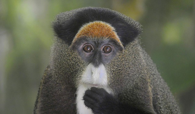 Giống khỉ này có nguồn gốc từ Tây Phi, chúng sống ở bìa rừng, dọc theo các con sông từ Cameroon đến Ethiopia.