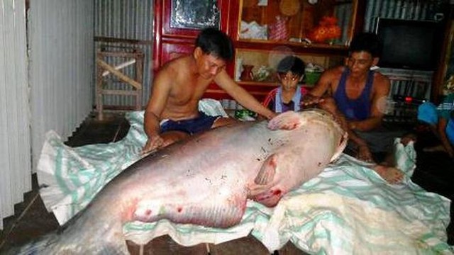 
Con cá tra dầu “khủng” nặng 135kg, dài hơn 1m do anh Võ Văn Giang (Đồng Tháp) cùng hàng xóm đã bắt được vào ngày 13/11/2014. Ảnh: Dương Út.
