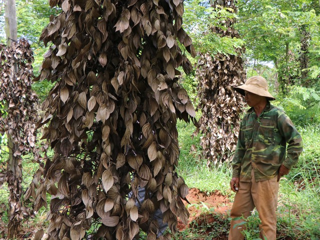 
Vườn ti&ecirc;u trị gi&aacute; 3 tỷ đồng của &ocirc;ng Khoa đ&atilde; chết gần hết sau khoảng 1 th&aacute;ng. Ảnh: D.H

