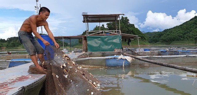 
Anh Linh thường xuyên cho cá ăn tỏi để phòng bệnh ghẻ và đường ruột.
