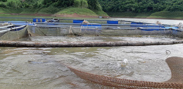 
Cách đặc trị bệnh cho cá bằng tỏi của anh Linh đã giúp anh thành công khi nuôi cá lồng trên lòng hồ thủy điện Hòa Bình.
