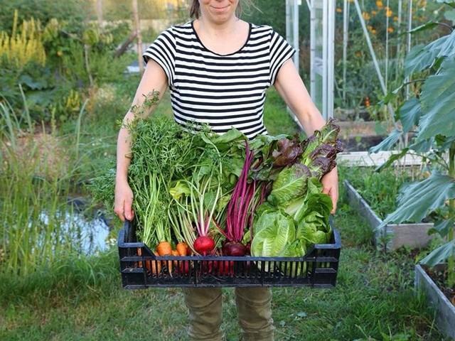 
Người nông dân thành phố thích thử nghiệm các phương pháp làm vườn khác nhau, như trồng rau cải theo phương thức độc canh.
