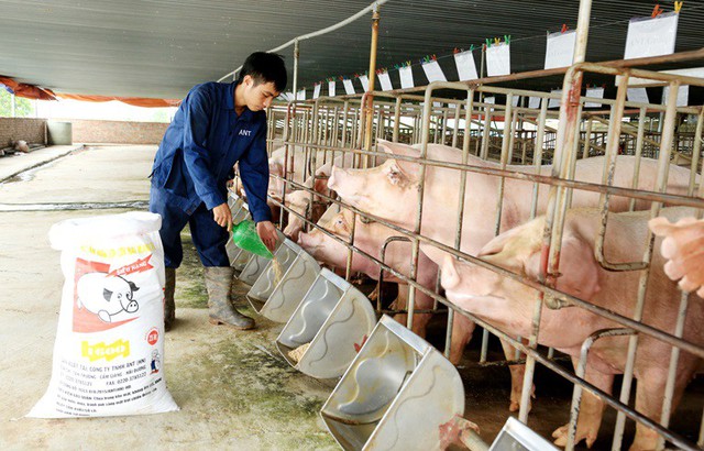 
Mô hình chăn nuôi lợn theo tiêu chuẩn VietGAP& của gia đình anh Trương Trọng Nhạc, xã Ngũ Kiên (Vĩnh Tường) mang lại hiệu quả kinh tế cao. Ảnh Trà Hương
