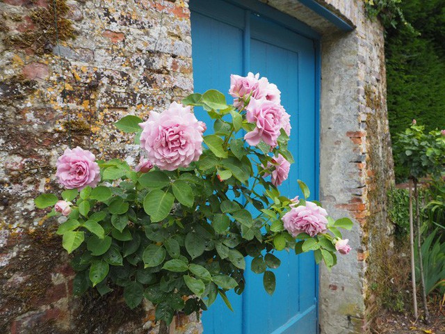 
Những ngôi nhà ở miền quê nước Pháp thường gắn liền với vẻ đẹp ngọt ngào, lãng mạn của hoa.
