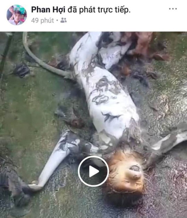 Một Facebook đã phát trực tiếp cảnh giết khỉ